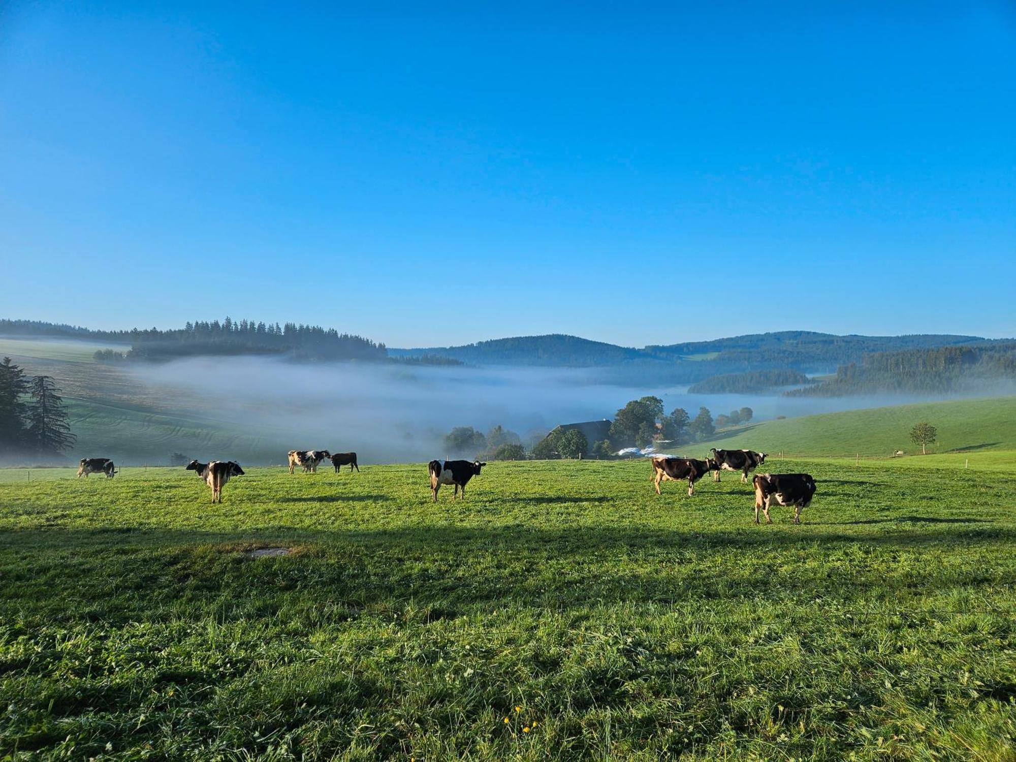 Lorenzenhaeusle Titisee-Neustadt Dış mekan fotoğraf